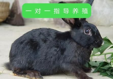 郓城县莲山黑兔 3-5斤