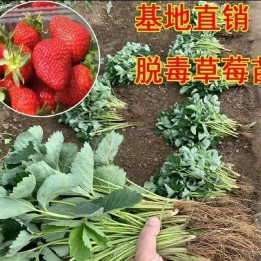 平邑县 美十三草莓苗 优质品种苗 根系发达 成活率高