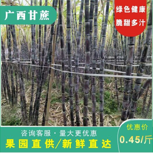 玉林 甘蔗  广西黑皮甘蔗   产地直销  脆甜多汁  大量批发