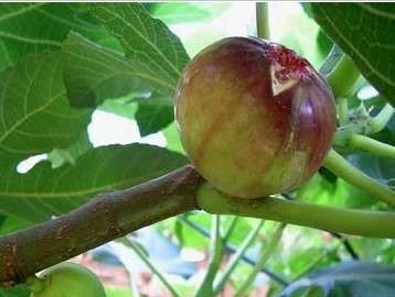 泰安波姬红无花果苗 批发精品无花果苗，有波姬红，布兰瑞克，早黄，青皮。