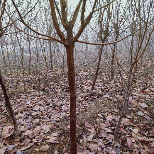 泰安雪柿子树苗 成品柿子树苗