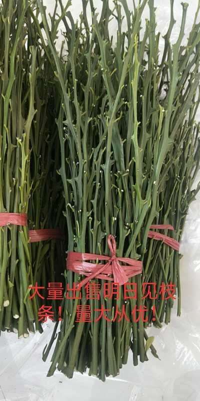 都江堰市明日见柑橘苗 大量出售各种柑橘枝条！有需要的联系我！