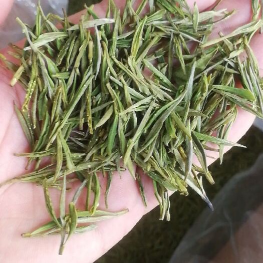杭州 临安天目山 天目青顶茶叶