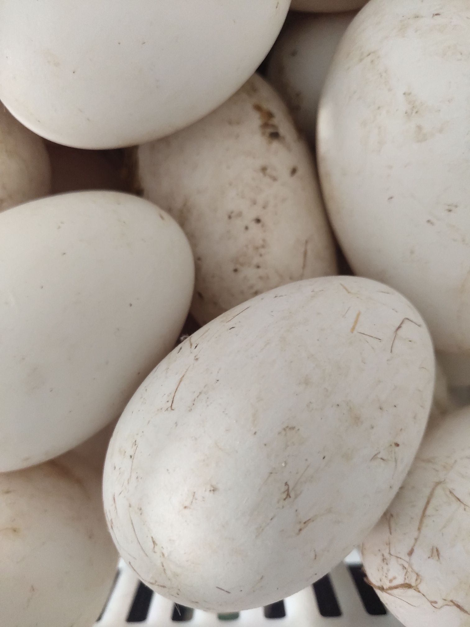 沭陽縣鵝蛋散黃鵝蛋散黃需要可以聯系散黃鵝蛋數量多批發優惠