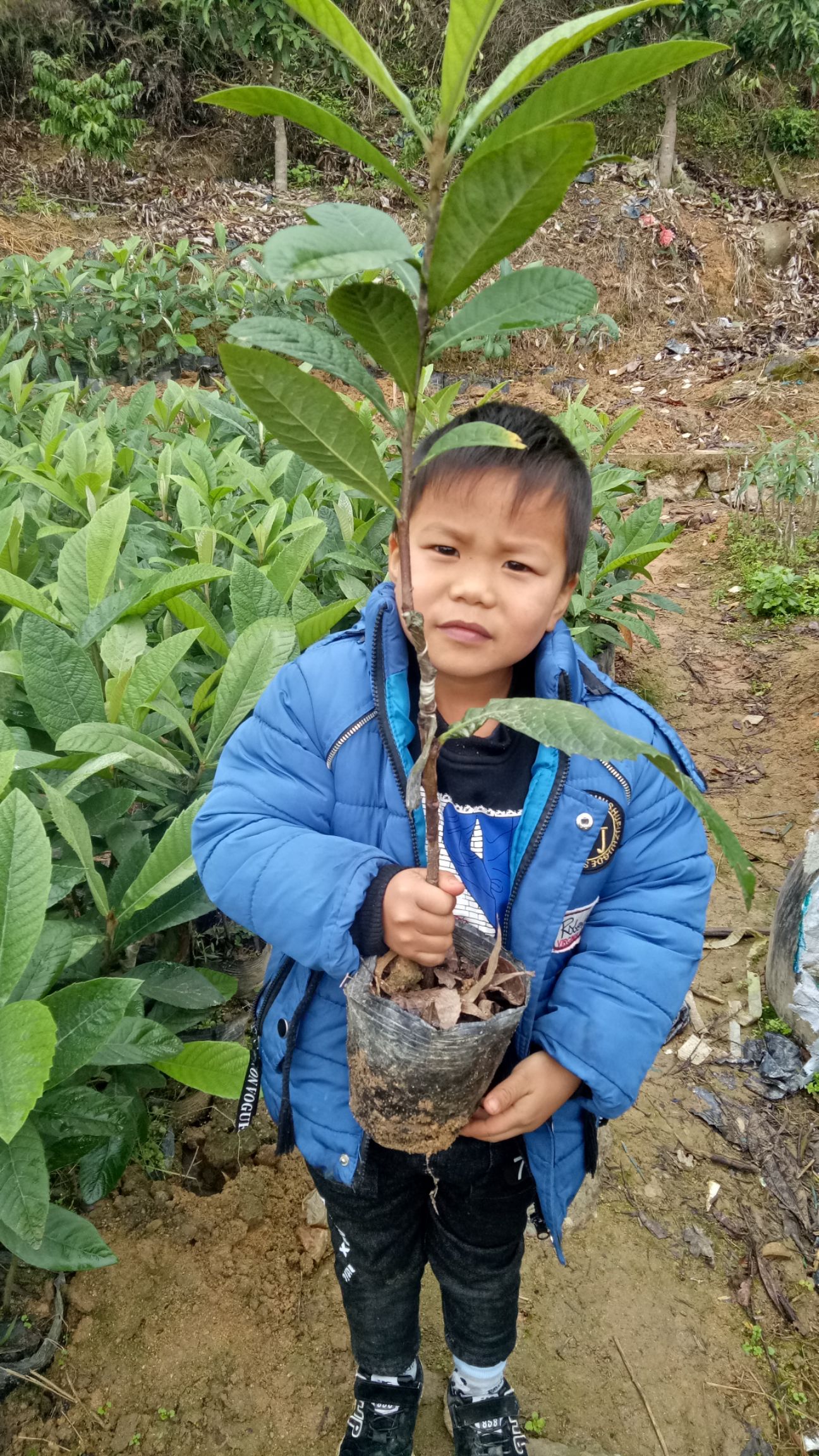 早钟6号枇杷苗 表现特早、大果、优质、早结丰产、抗性强，是国