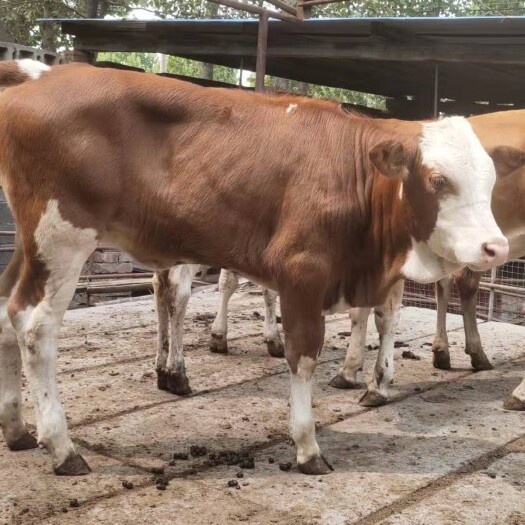 郓城县 西门塔尔牛  肉牛   牛犊