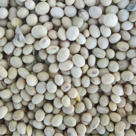 梁山县黄大豆  一级商品大豆，高蛋白，豆制品专用，