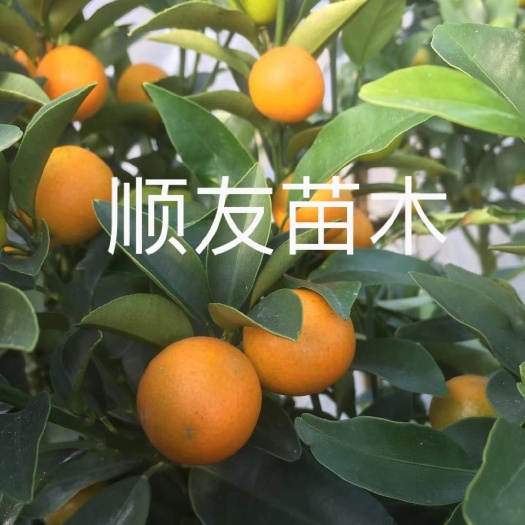 台州3年金桔苗挂果