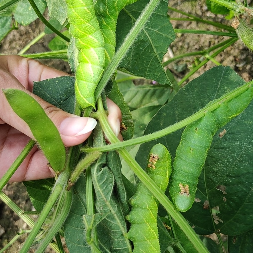灌云县豆虫苗 挖个一个又一个宝贝  能不发吗[偷笑] 疯狂抢地挖宝贝