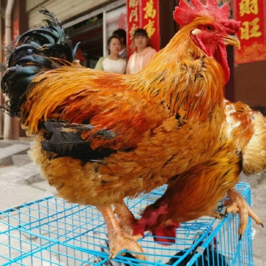 昆明三黄鸡苗 公