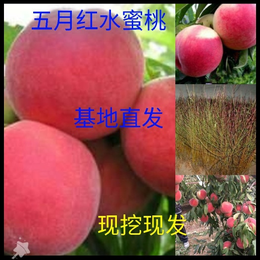 平邑县水蜜桃苗 五月红水蜜桃  包结果  嫁接苗 包成活南方北方