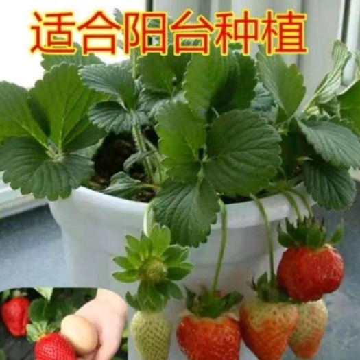 平邑县 草莓盆栽 盆栽草莓苗 品种齐全 带盆发货 保证成活率