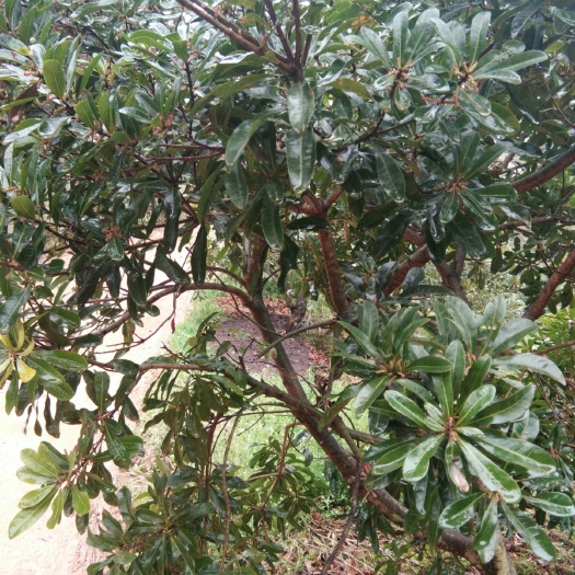 靖州县杨梅树 三年开花挂果台梅王子安海