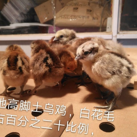 昆明麻羽高产绿壳蛋鸡苗 麻羽绿壳蛋鸡，好饲养，