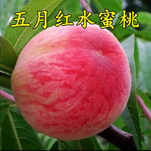 平邑县极早脆蜜桃苗 最早熟的五月红桃，最大特点甜、多汁