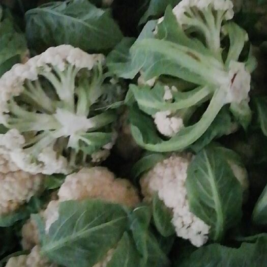 天门市松花菜 适中 2~3斤