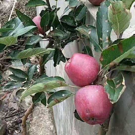泰安 鲁丽苹果树苗