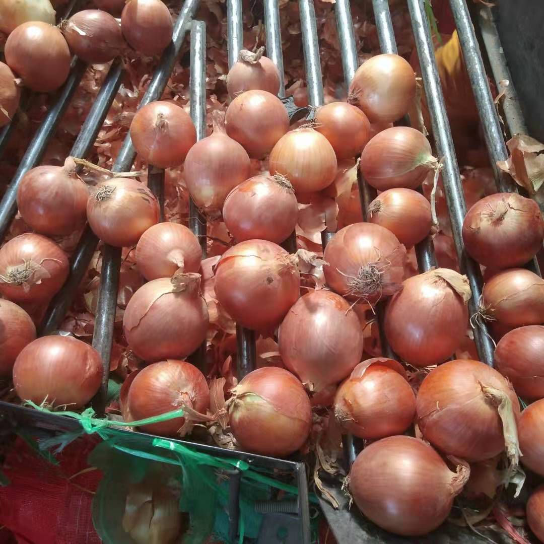 金鄉縣精品5-8公分黃皮洋蔥，可加工發市場，量大從優！