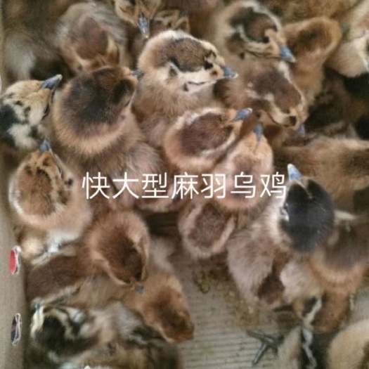 昆明麻羽乌鸡苗 快大型麻麻毛乌鸡