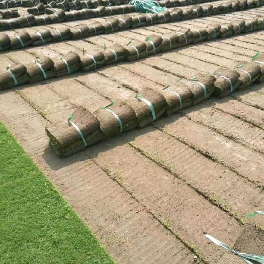 句容市精品土培沙培果岭草