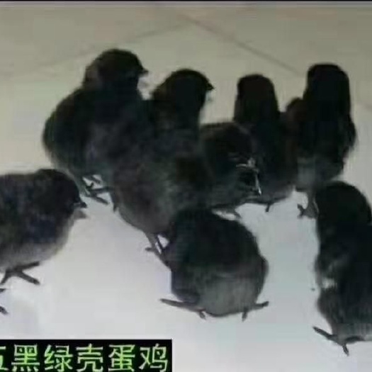 昆明五黑鸡苗 母