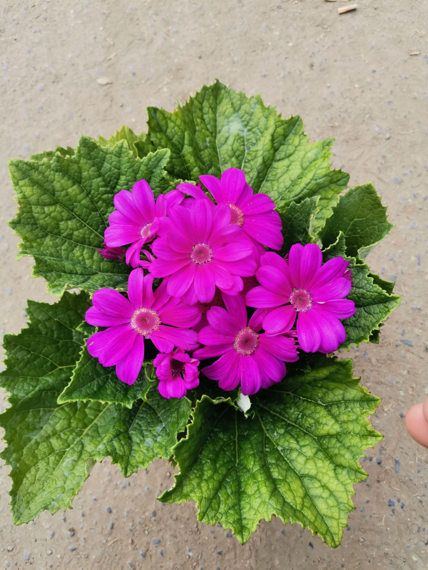 瓜叶菊盆栽 瓜叶菊 花卉盆景 绿化苗木