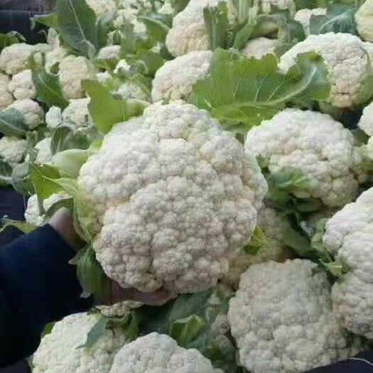 郯城县松花菜-基地直供-货源充足-保证质量。