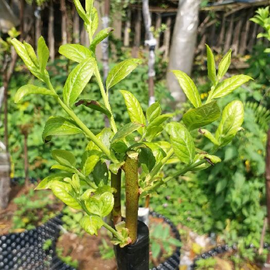 重庆市 蓝莓嫁接-乌饭树砧木
