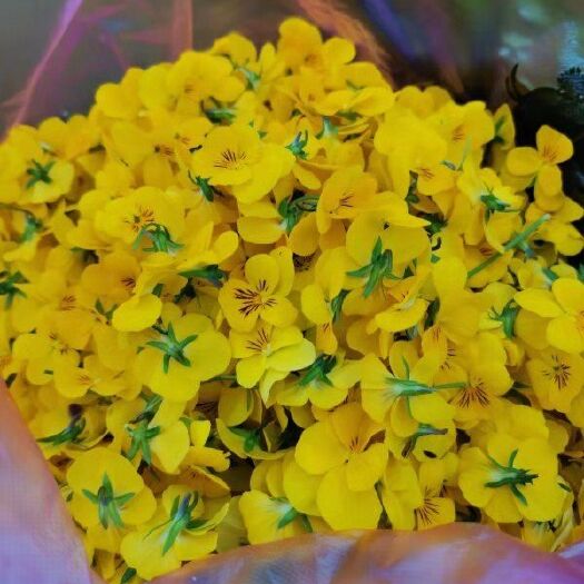 博爱县三色堇 鲜花