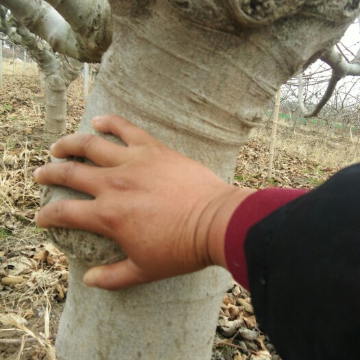 镇江波姬红无花果苗 无花果树