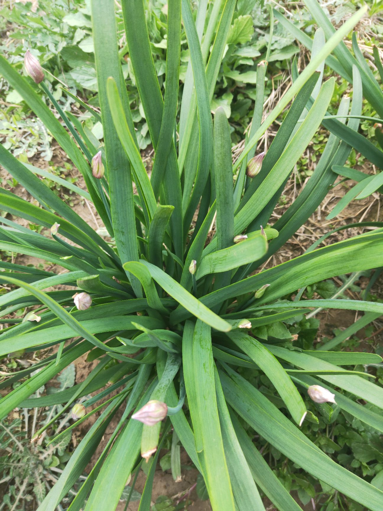  中华四季苔韭王韭菜种子，以抽苔为主。