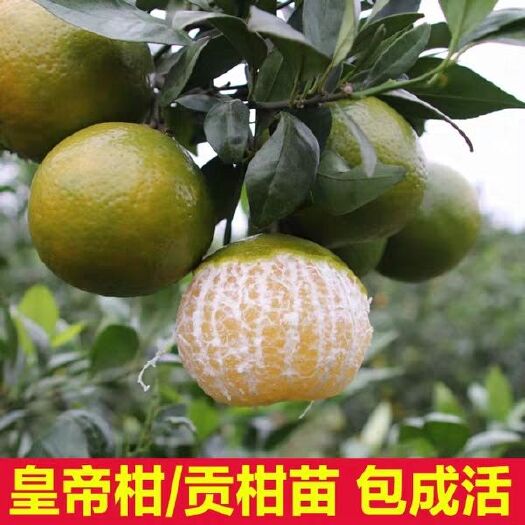 平邑县 皇帝柑苗 苗壮根好 保纯度包品种产量高量大优惠