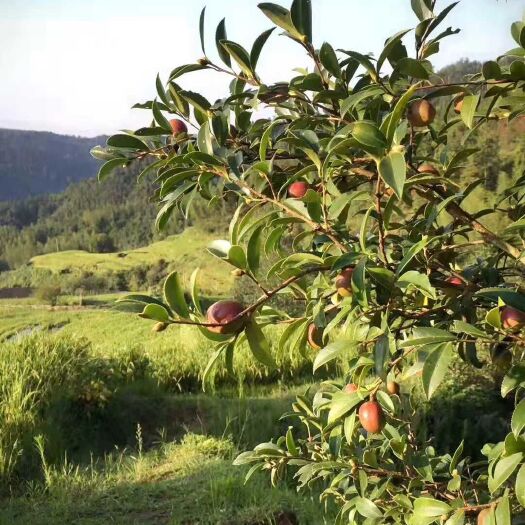 南昌野生山茶油 纯野生绿色无公害茶油