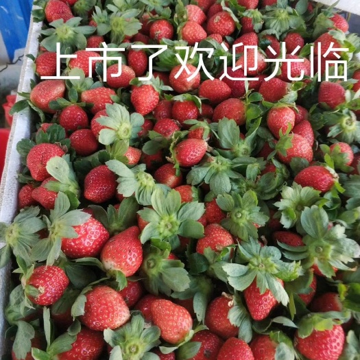 海丰县 海丰草莓 自家种植批发 没打药 日产150斤量+