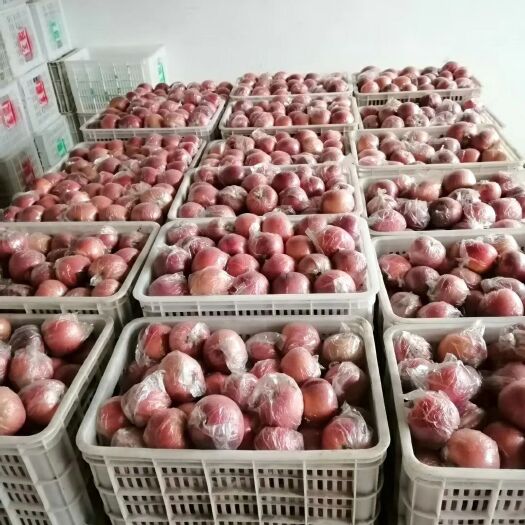 隆尧县国红苹果 70mm以上 全红 膜袋