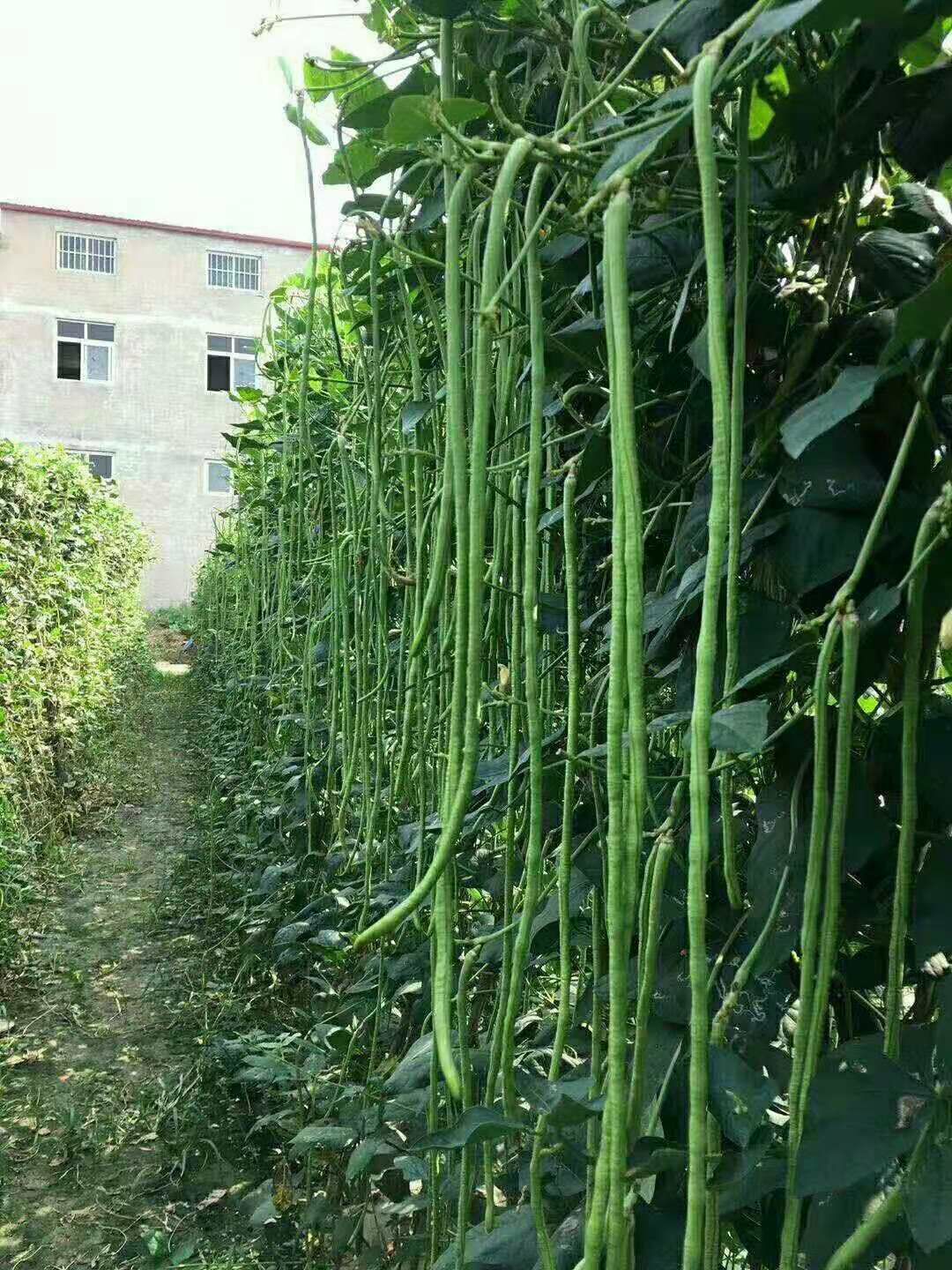  易耐老耐抗病亩产高豆角种子/傲视群雄