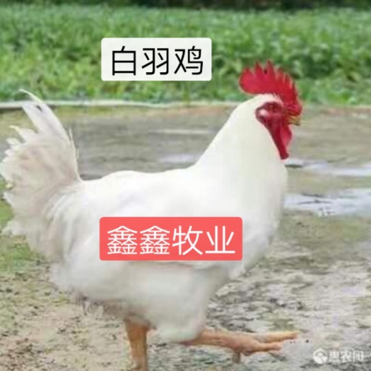 南宁肉鸡苗   白羽鸡苗，白乌鸡苗，白凤鸡苗，质量保证，包打疫苗诚信经营