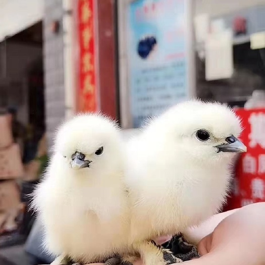 昆明乌骨鸡苗  白凤乌鸡苗
