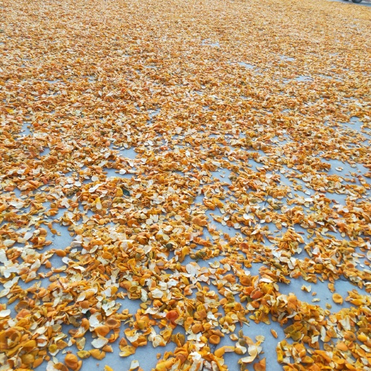 莱阳市 陈皮