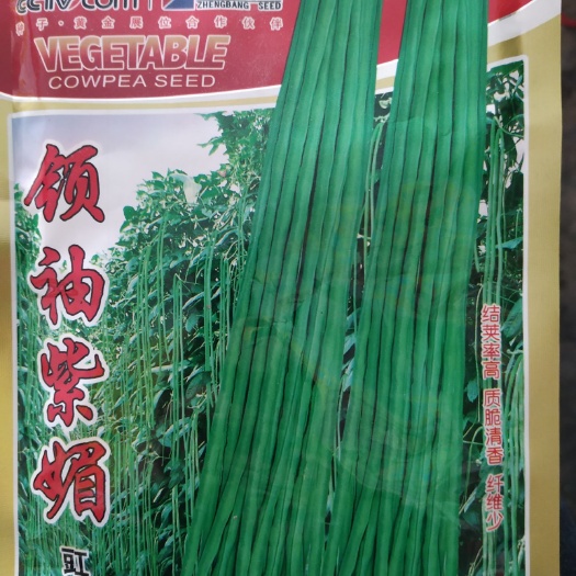 郑州长青豆角种子 早熟，高产，抗病优质青豇豆种子/紫媚