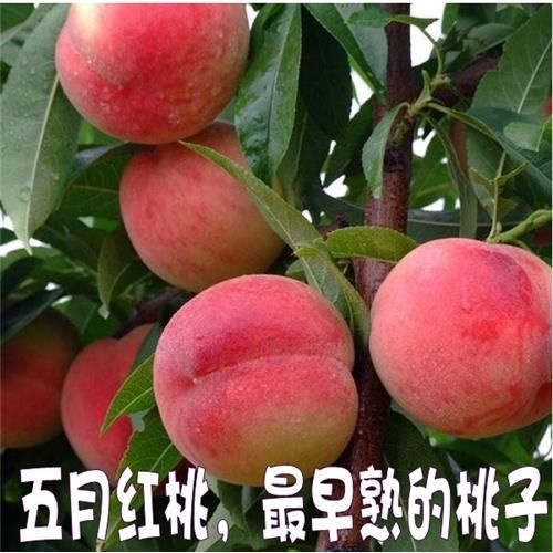 平邑县桃树苗  早熟桃五月红桃子树苗当年挂果南北方种植自家果园亲身