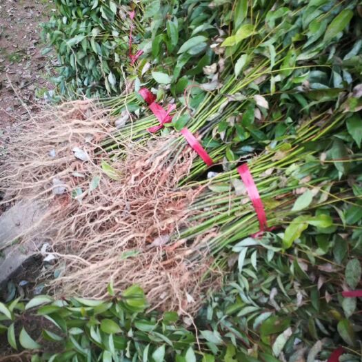 九江小叶樟  香樟小苗
