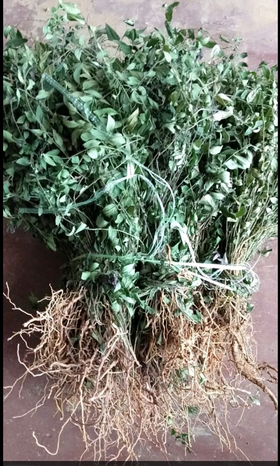 瓜子金 河南特产,纯小叶勒马回