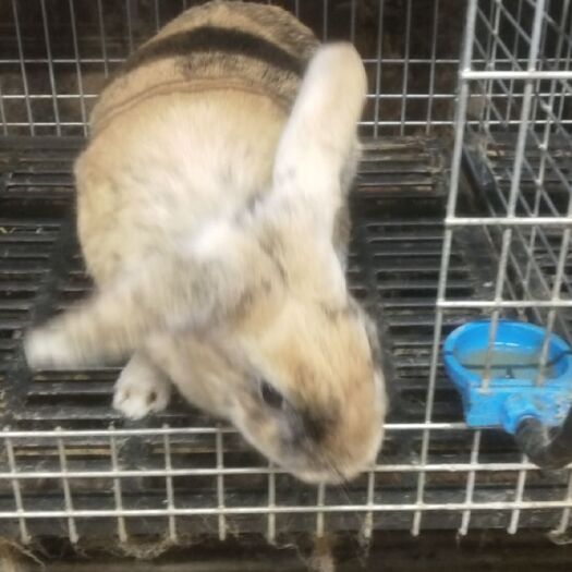 郓城县 宠物兔与肉兔我们都有