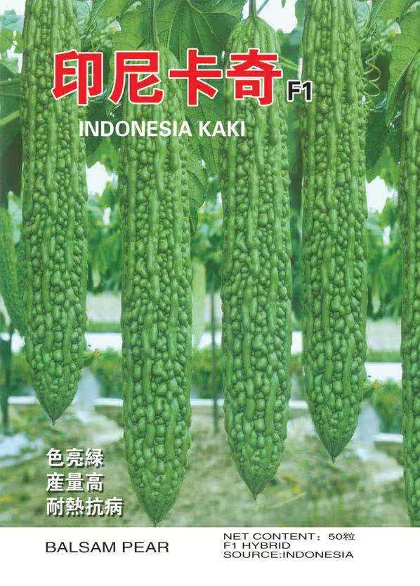 昆明绿苦瓜种子，疙瘩绿苦瓜种子田间表现整齐瓜色亮