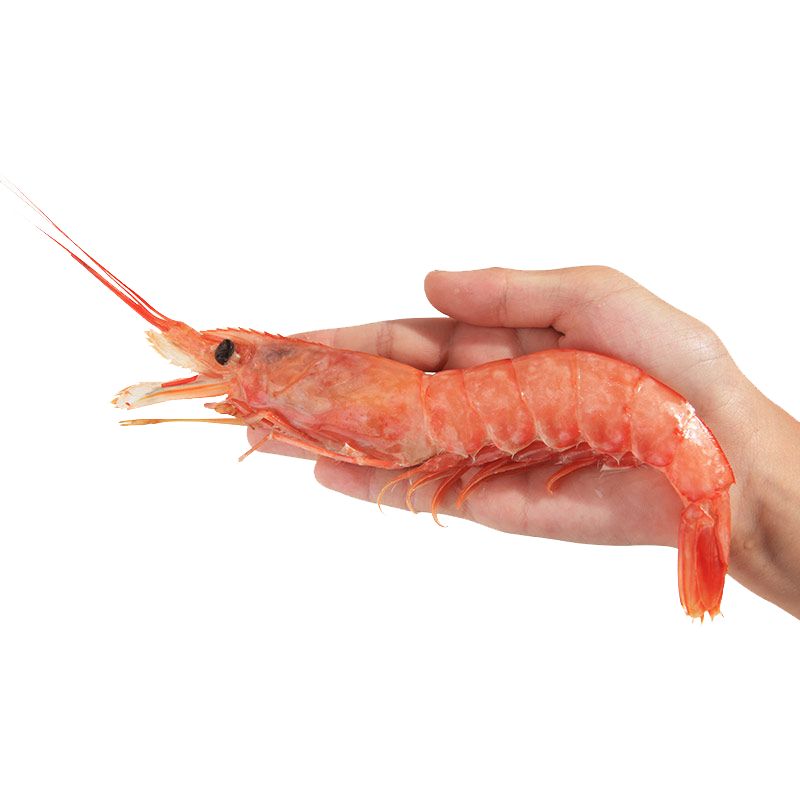  阿根廷大红虾L1规格