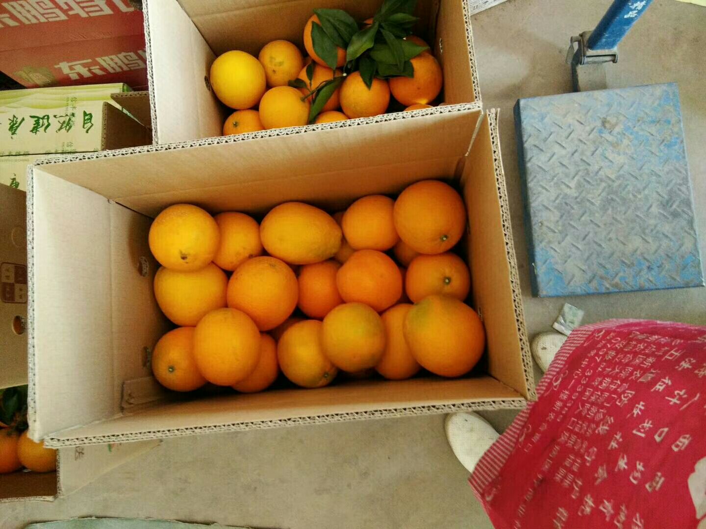 赣南脐橙批发采购_赣南脐橙供应_赣南脐橙价格