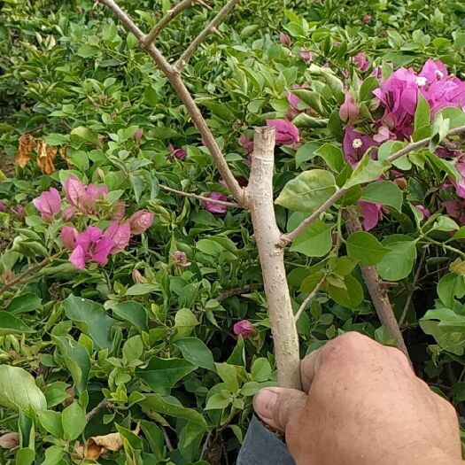 漳州紫花三角梅 0.2米以下