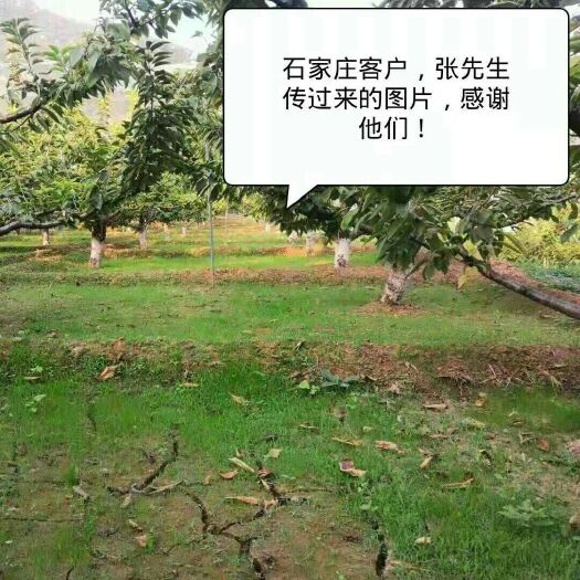  鼠茅草， 羊粪代替品，有机肥代替品，牛粪代替品，防草布替代
