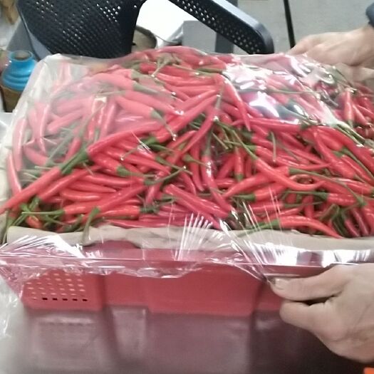 海口小米椒 5cm以下 中辣 红色